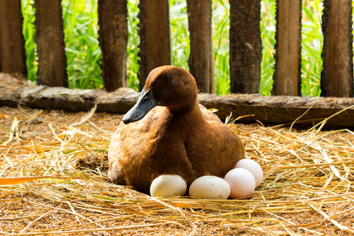 Panduan Cara Ternak Bebek Petelur Modern Untuk Pemula